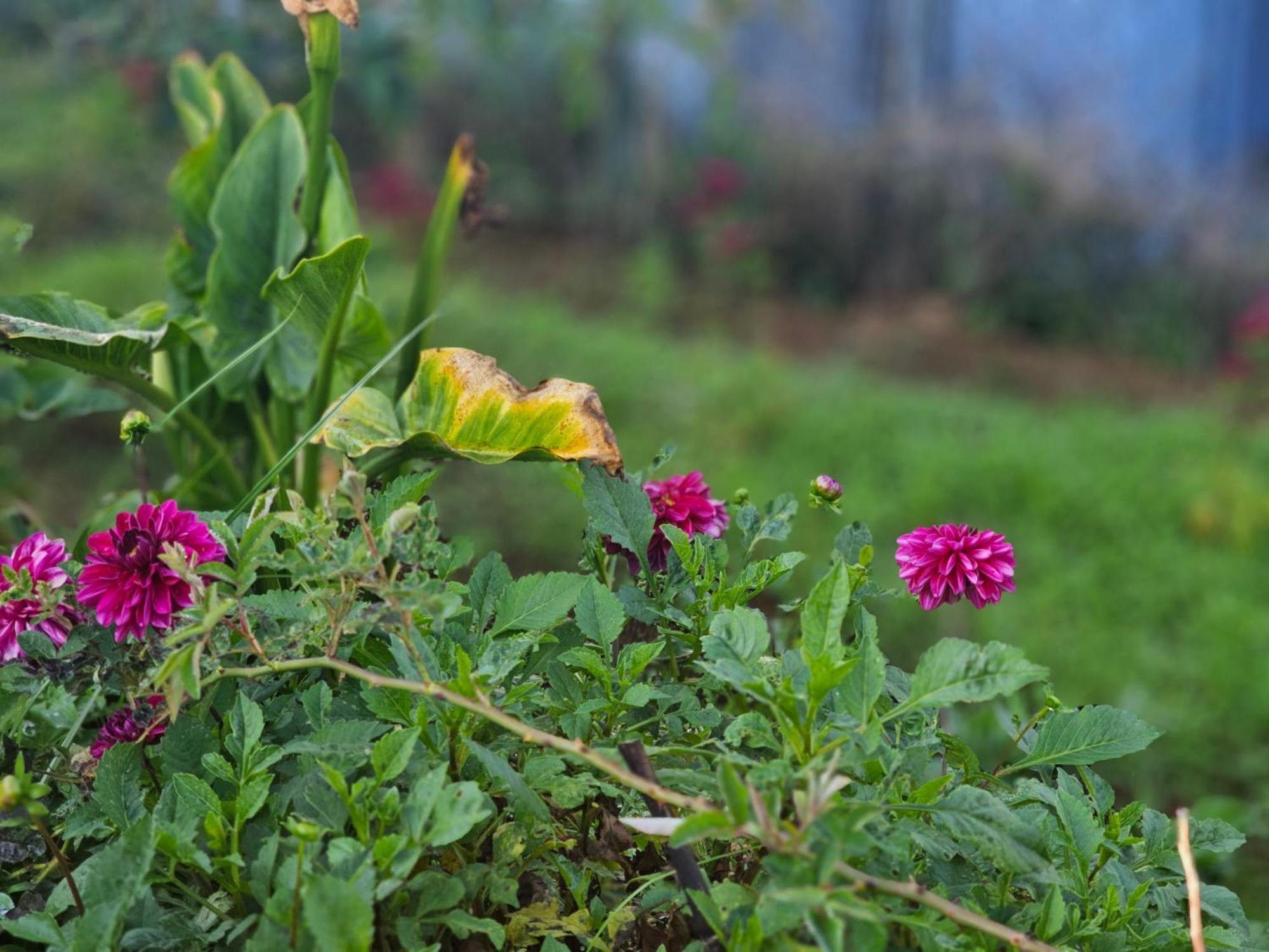 Haven Backpackers Hostel Nuwara Eliya Luaran gambar