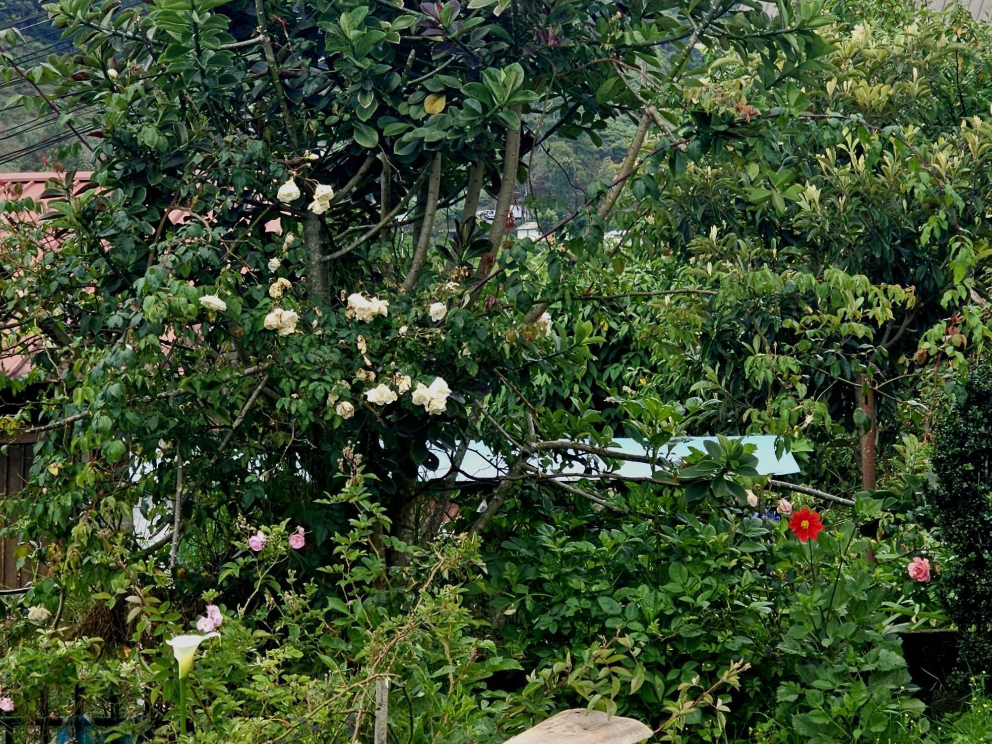 Haven Backpackers Hostel Nuwara Eliya Luaran gambar